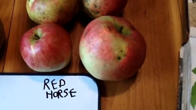 Five Mid-season Apples: Pound Sweet, Duchess, Red Horse, Summer Rambo, Wolf River смотреть онлайн