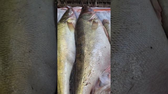 Огромный судак на Базаре в г.Астрахани