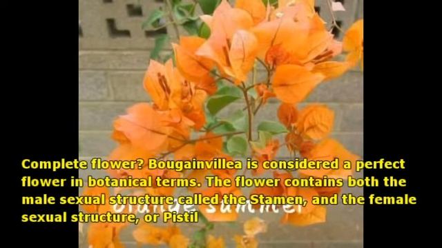 DOES BOUGAINVILLEA LIKE SUN OR SHADE? смотреть онлайн