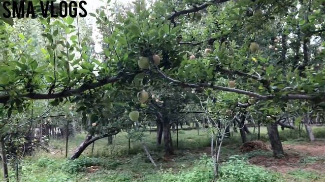 The Apple Of Paradise, Beauty Of Kashmiri Apple Orchards - Srinagar, India | SMA VLOGS | смотреть онлайн
