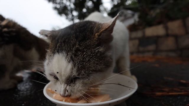現在のボス猫たちの様子 動物病院専用エネルギーちゅ～るあげる 全世界で７６１７万再生されているボス猫が猫を助ける野良猫の感動猫動画はこちらですImpressed cat video 癒され野良猫動画 смотреть онлайн
