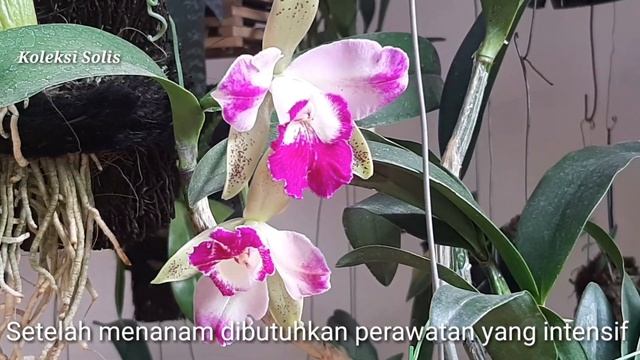 Cattleya Vienna Woods x Interglossa / Waktu Tepat penggunaan Pestisida / Merawat anggrek смотреть онлайн