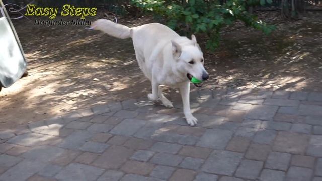 Sheru & Bruno Playing With Torpedo Ball | Alaskan Malamute & German Shepherd смотреть онлайн