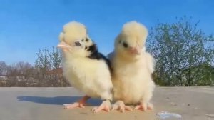 Цып-цып мои цыплятки