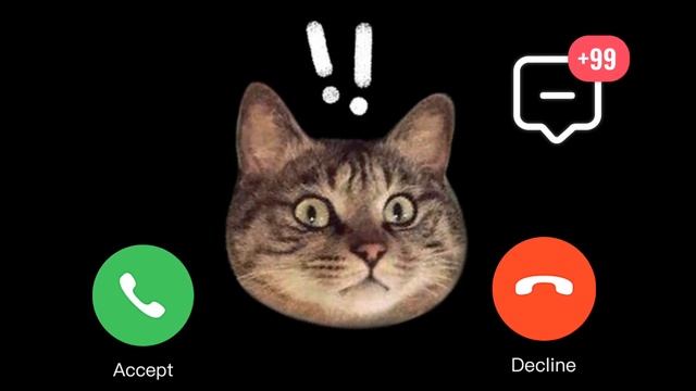 CAT 🙀 AY YO 🤨 APPLE RINGTONE 🍏🍎 ANSWER MY CALL 🍎 CUTE CAT 🍏 - IPHONE RINGTONE смотреть онлайн