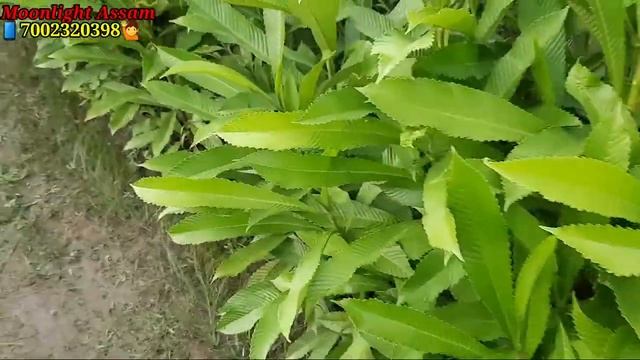 Elephant Apple Plant|📱7002320398🙋|Buy Online|@moonlightassam2951 смотреть онлайн