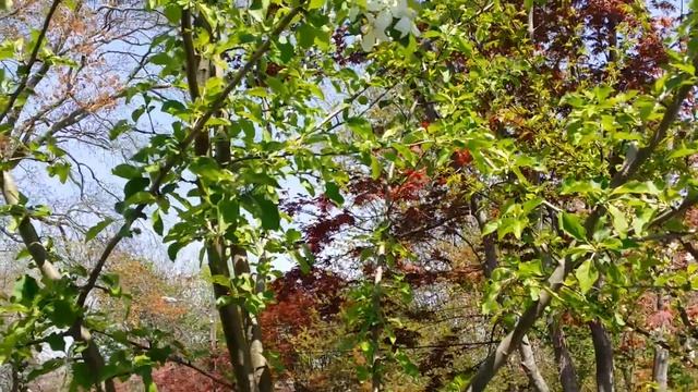 Yellow Delicious Apple Blooming смотреть онлайн