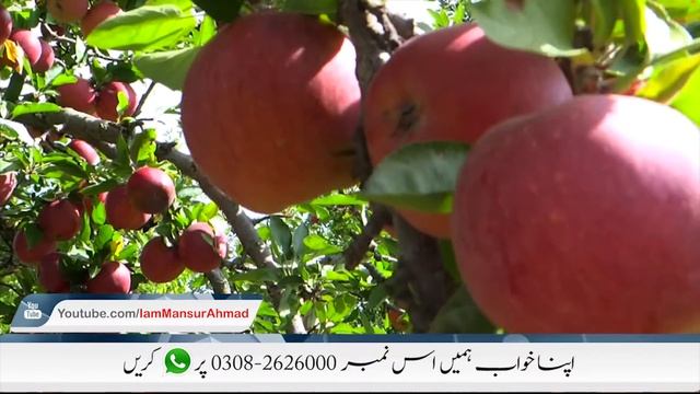 khwab mein Red Apple Daikhna | khwab mein Seeb Daikhna смотреть онлайн