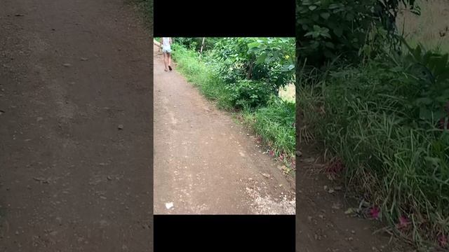 Козел на острове Боракай