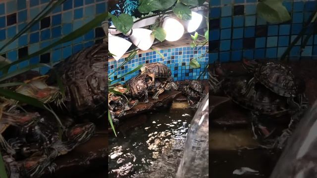 Пирамида из живых ЧЕРЕПАХ #черепахи