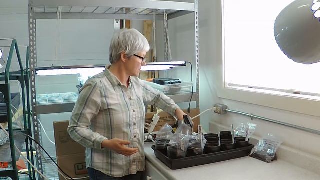#31 Sowing the Stratified Tree Seeds – FLOWERING QUINCE смотреть онлайн