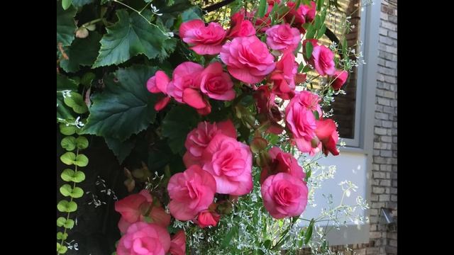 Apple iPhone 7 Plus: Portrait Demo (iOS 10.1) смотреть онлайн