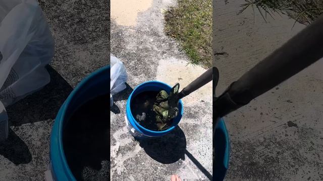 Rit Dye Multicam (Green Apple and Snow Pea), and Rit Dye MARPAT Desert (Snow Pea) DIY Tropical Camo смотреть онлайн