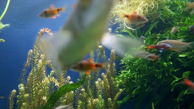 underwater fish video background || copyright free background video || #background #copyrightfree # смотреть онлайн