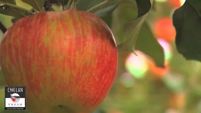 Honeycrisp Apples- Our delicious apples смотреть онлайн