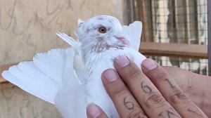 Иранские "головатые" голуби | Iranian pigeons | کبوترهای ایران | Iranische Tauben