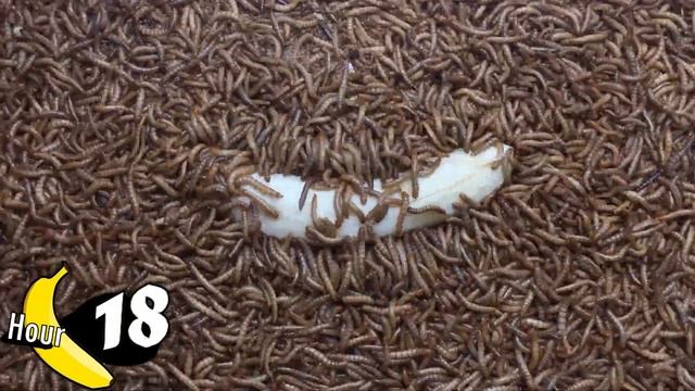 10'000 Meal worms VS banana l Insane mealworm Timelapse смотреть онлайн