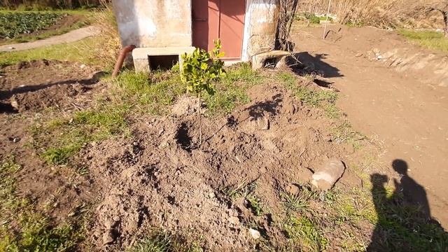 Casa de la tara din Italia -Ce culege vecinul si ce pom am plantat смотреть онлайн