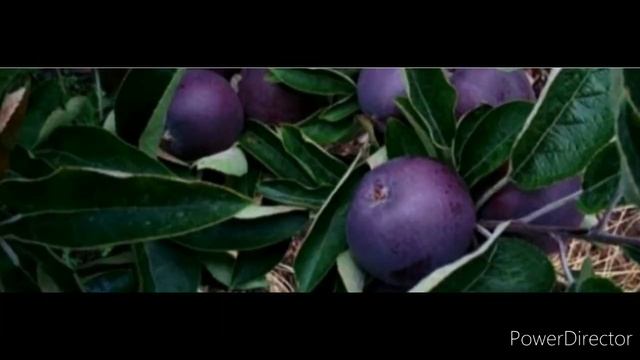 Black Diamond Apple 🍎# काले सेब का रहस्य#किसानों को काले सेब कि खेती से इन्कार क्यो ? смотреть онлайн