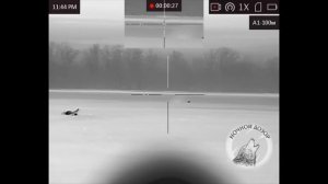 Охота на хищника. Пока все спят, МЫ, «НОЧНОЙ ДОЗОР» регулируем численность хищника.(фильм 1)