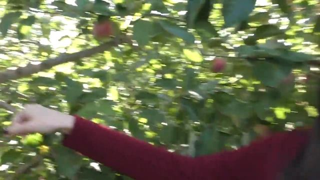 Apple picking with really loud music in the background смотреть онлайн