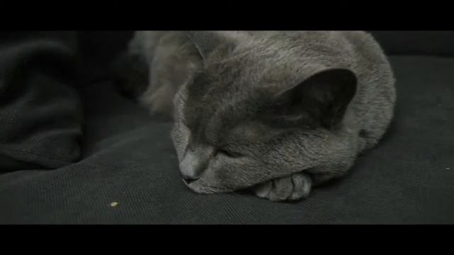 Pentax K20D Burst Mode смотреть онлайн