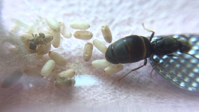 Милота :3 Первые рабочие у моих Lasius niger смотреть онлайн