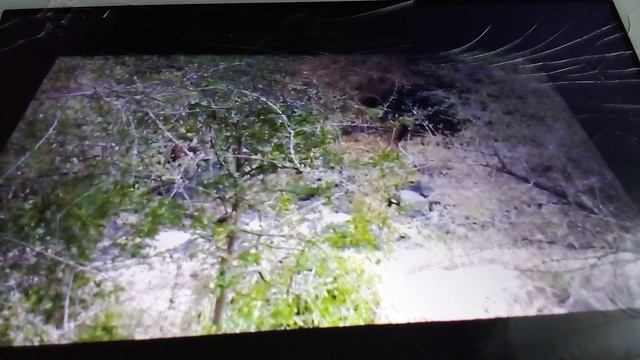 Ярость африканских буйволов. Буйволы нападают на опасных львов.