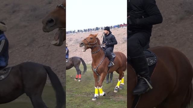 Shohjahon Ergashev Bilan Eksklyuziv Intervyu 🥊Intervyu Davomida:- 700 000 Dollarlik Otlari - Jangda