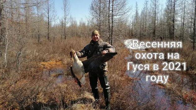 Весенняя охота на Гуся в 2021 году смотреть онлайн