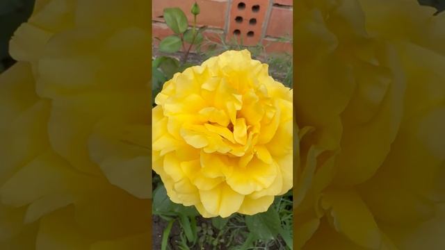 Желтая Роза Микеланджело