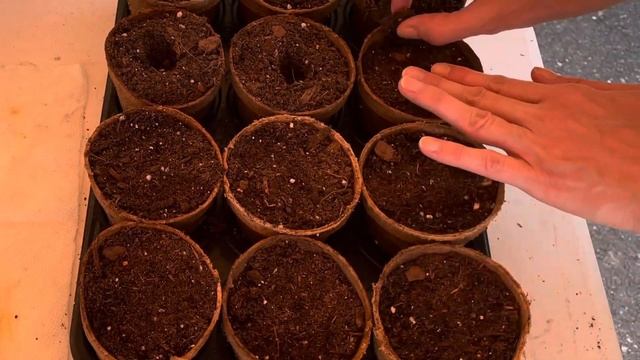 Grow Apple Trees from store bought apples смотреть онлайн