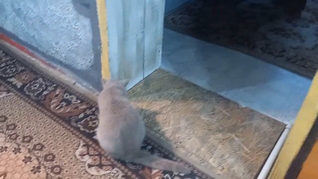 обновил входную зону возле двери... смотреть онлайн