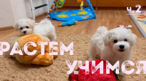 Рождение и воспитание щенков бишон фризе в питомнике Агнелль Де Неж, 2-й и 3-ий месяц жизни, часть 2