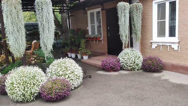 Осенняя красота цветения алиссума. Блошка атакует. Чем обрабатываю и удобряю. смотреть онлайн