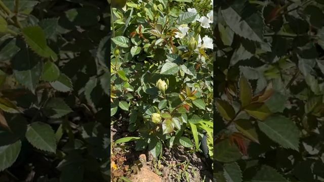 Бордюрные розы