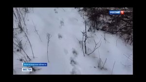 Нападение волков