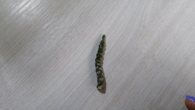 06.02.23г пропала прививка🙉😪 смотреть онлайн