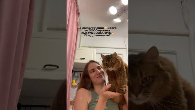 Моя сомалийская красотка Масе уже 10 лет в сентябре #cat смотреть онлайн