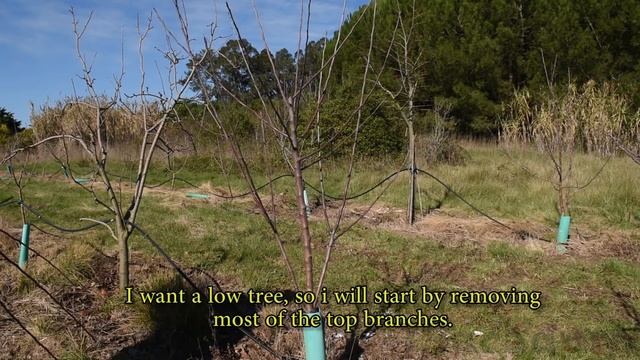 Pruning Fruit Trees | Training Young Apple Trees | Correcting unpruned apple trees смотреть онлайн