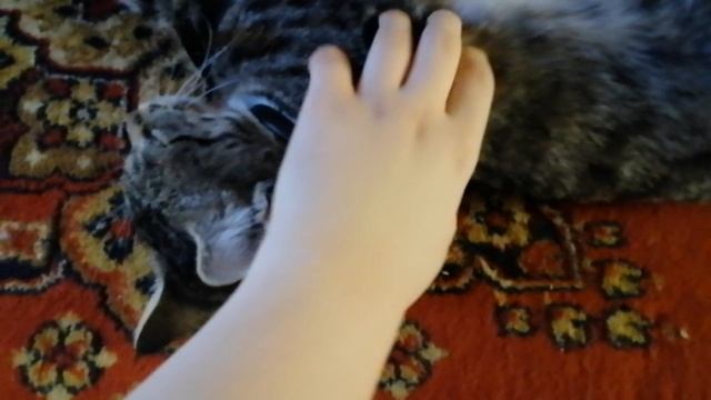 мурлыканье кошки. 🐱😸😺😻 смотреть онлайн