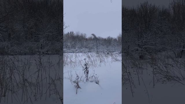 Охота с русскими гончими на зайца-русака по белой тропе смотреть онлайн