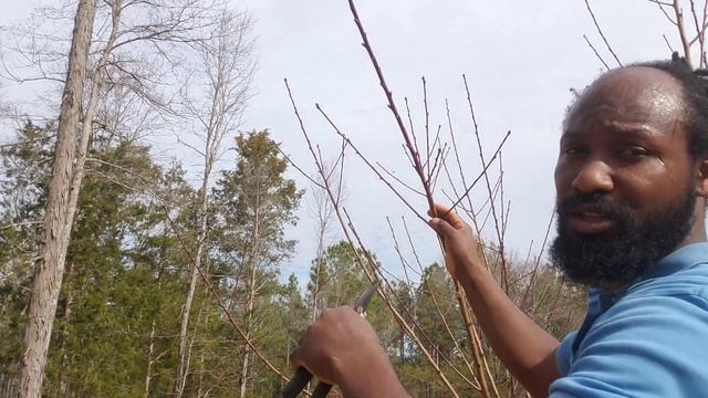 Pruning Fruit Trees! Winter Pruning for Optimal Fruit Abundance смотреть онлайн