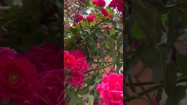 Плетистая розовая Роза