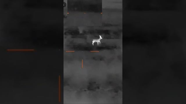 Гуляющий самец косули.#тепловизор #guide смотреть онлайн