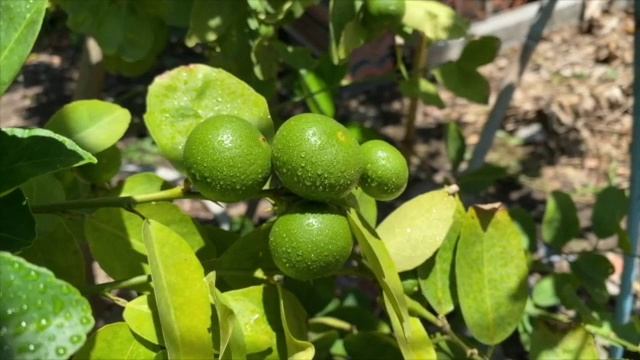 A farm. beehive1-culture-video-unit-10 смотреть онлайн