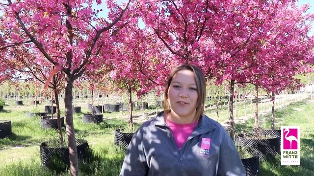 Plant of the Week: Radiant Crabapple Trees смотреть онлайн