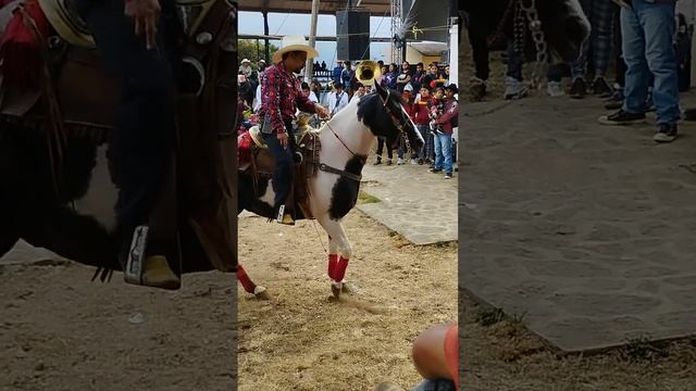 feria 2023 San Mateo rio hondo caballos bailadores ❤️ смотреть онлайн