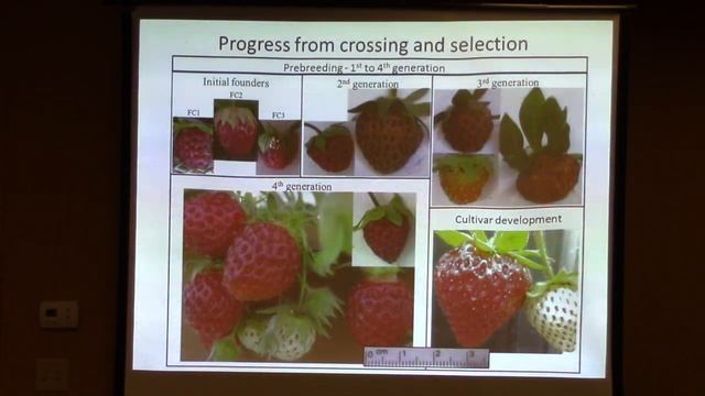 Breeding Strawberry Varieties with Enhanced Ornamental Value смотреть онлайн