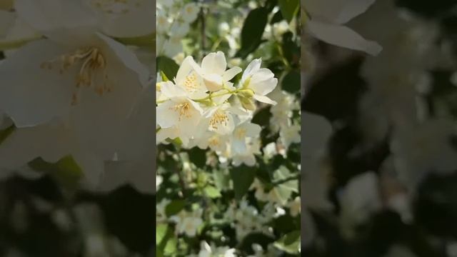 Чубушник или садовый «ложный» жасмин